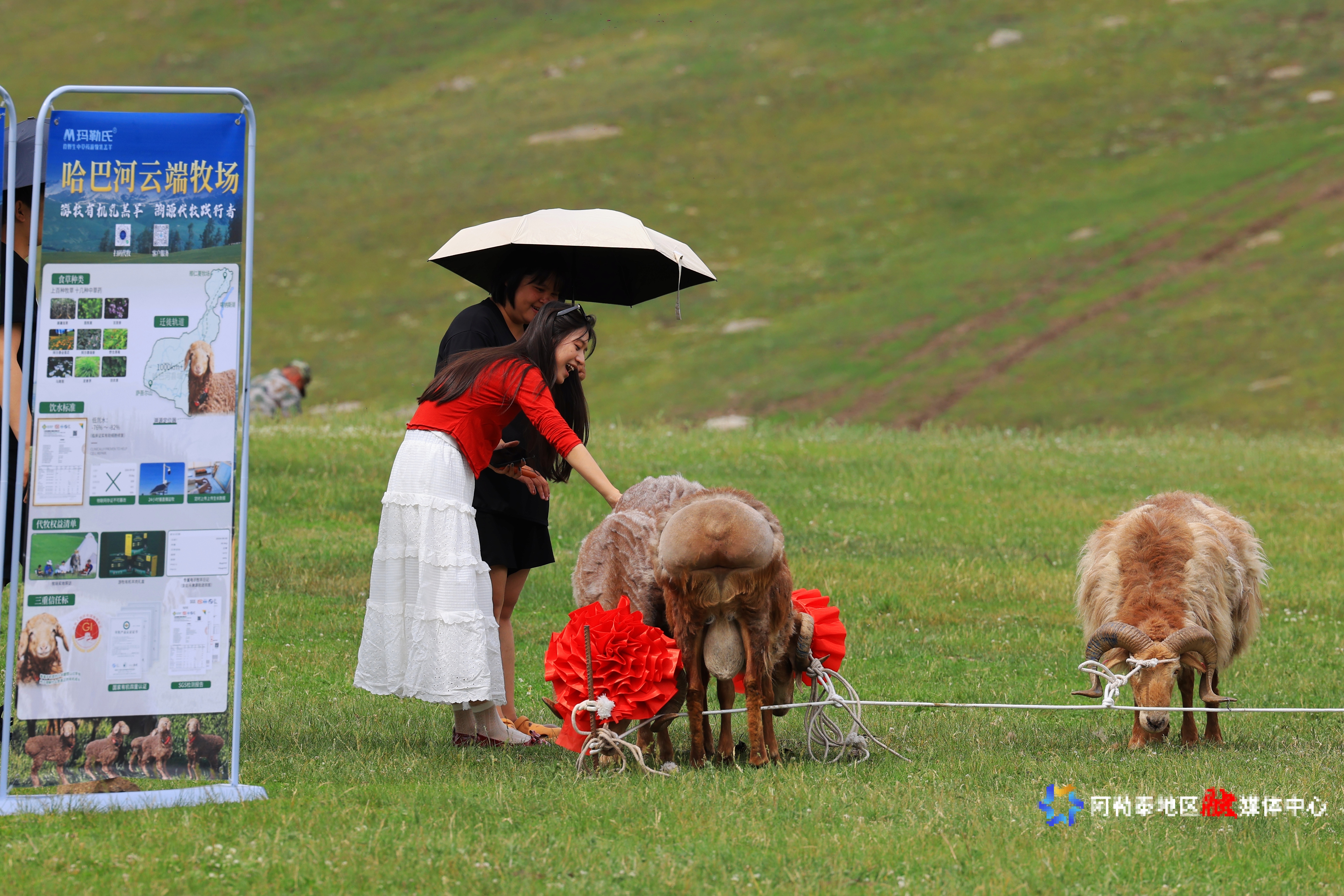 f4bd417ad5df5d6bea82432778cf9651